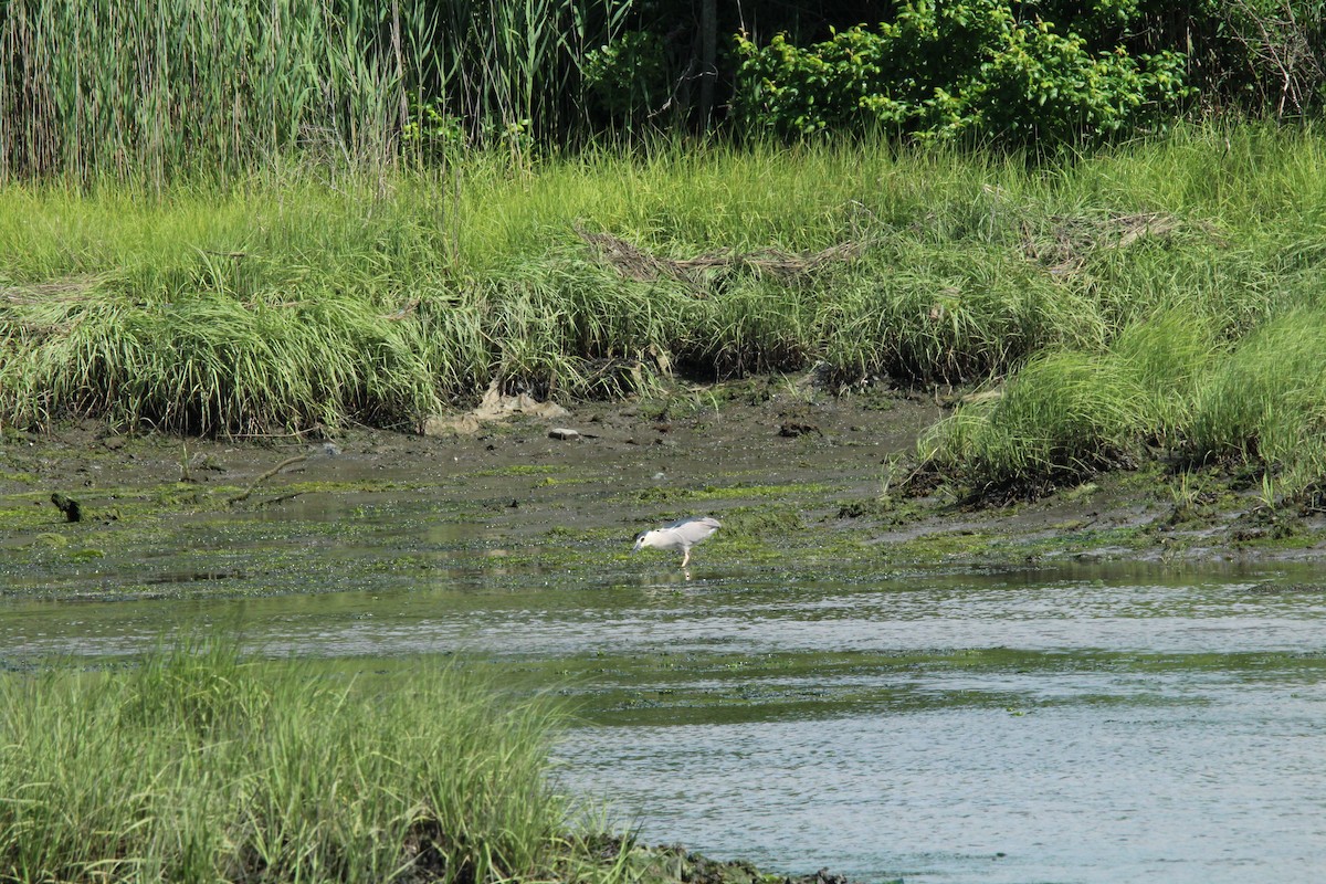 Black-crowned Night Heron - T Remy