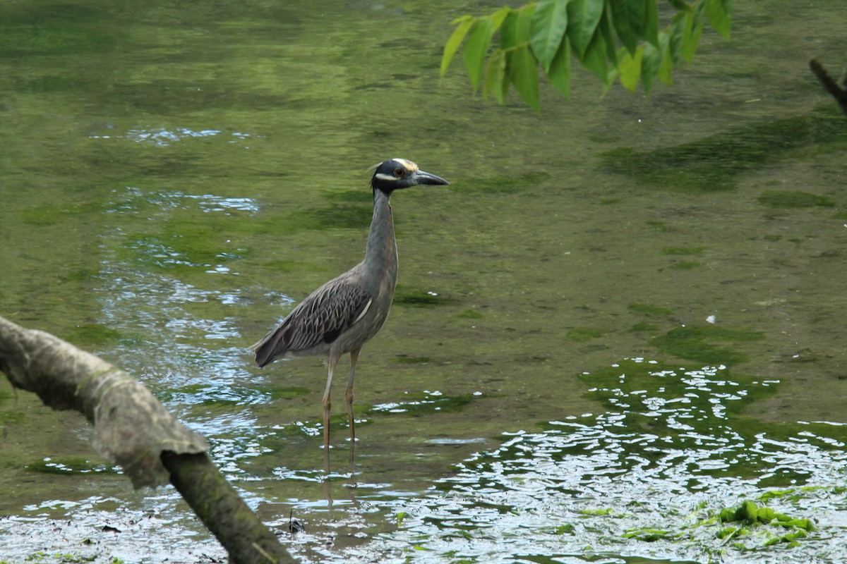 Yellow-crowned Night Heron - ML164154081