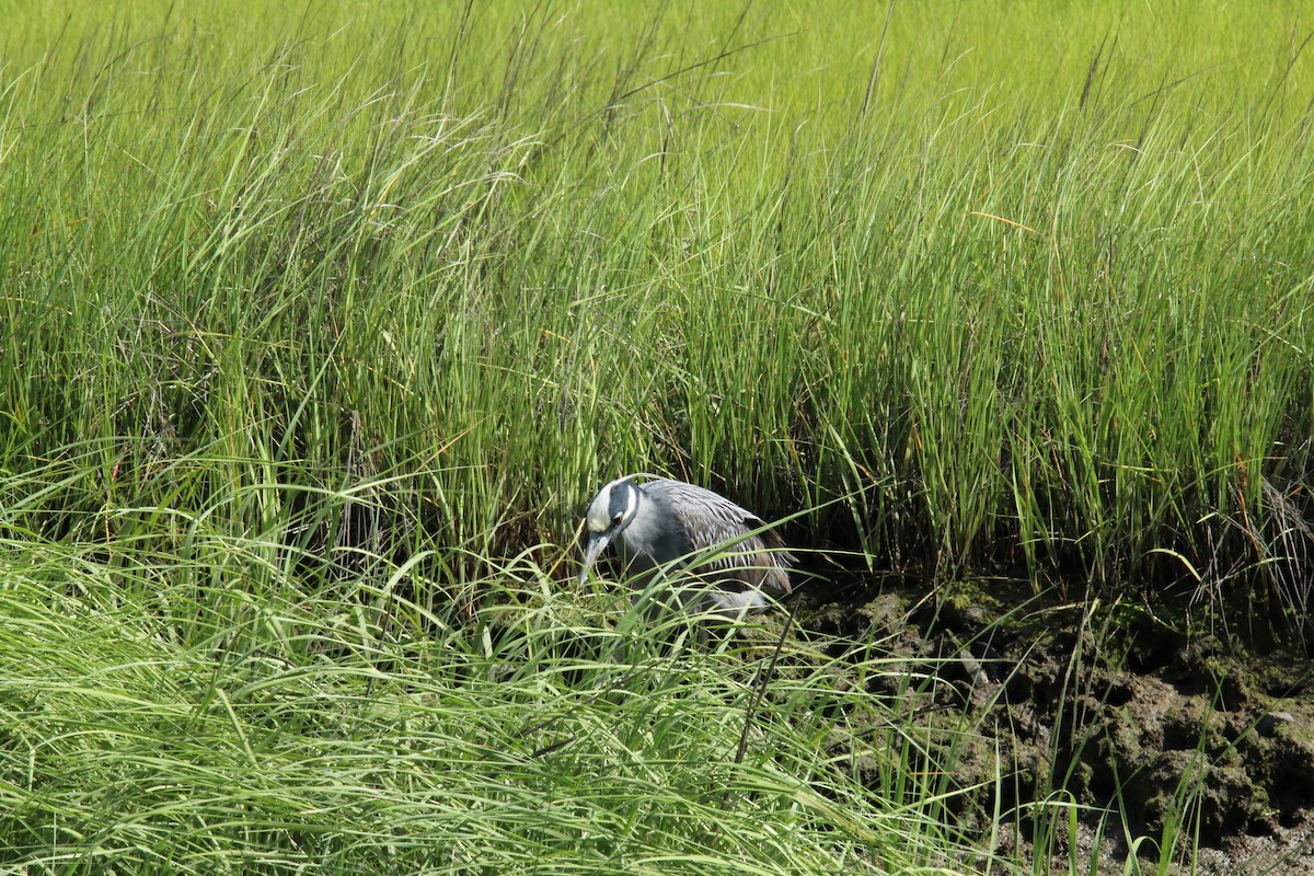 Yellow-crowned Night Heron - ML164154271