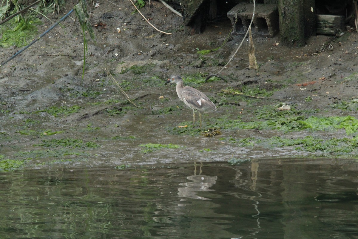 Yellow-crowned Night Heron - ML164154381