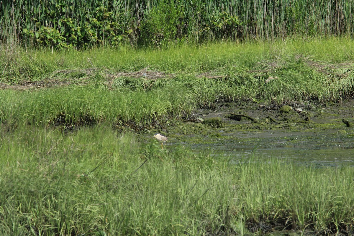 Black-crowned Night Heron - ML164154551