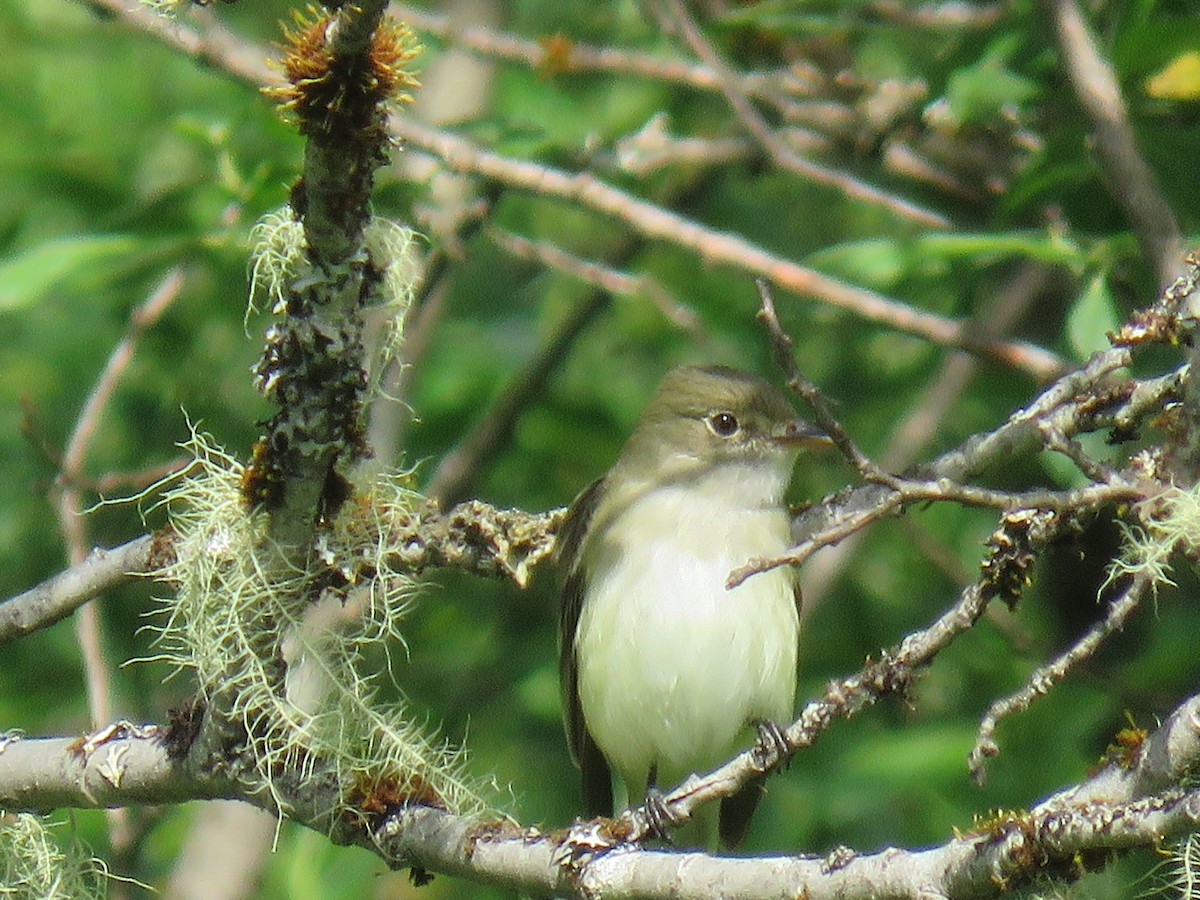 Alder Flycatcher - ML164156361