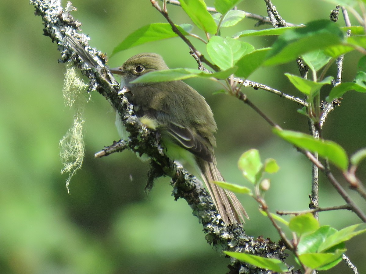 Alder Flycatcher - ML164156371