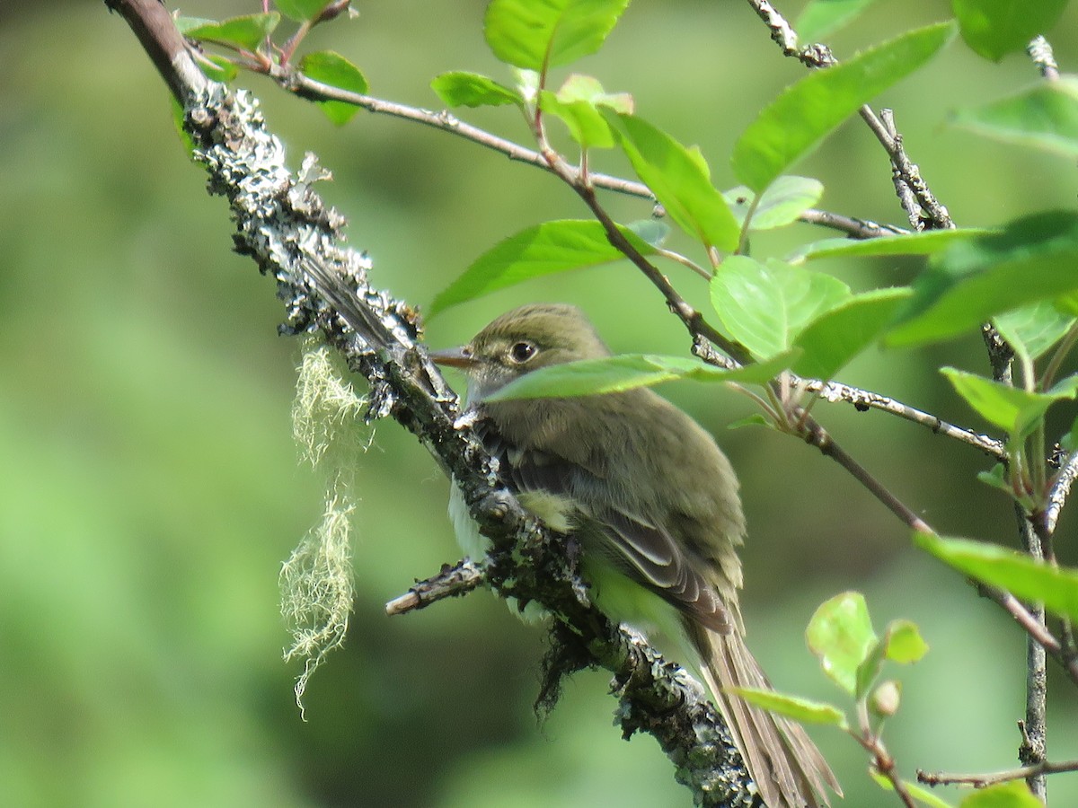 Alder Flycatcher - ML164156381