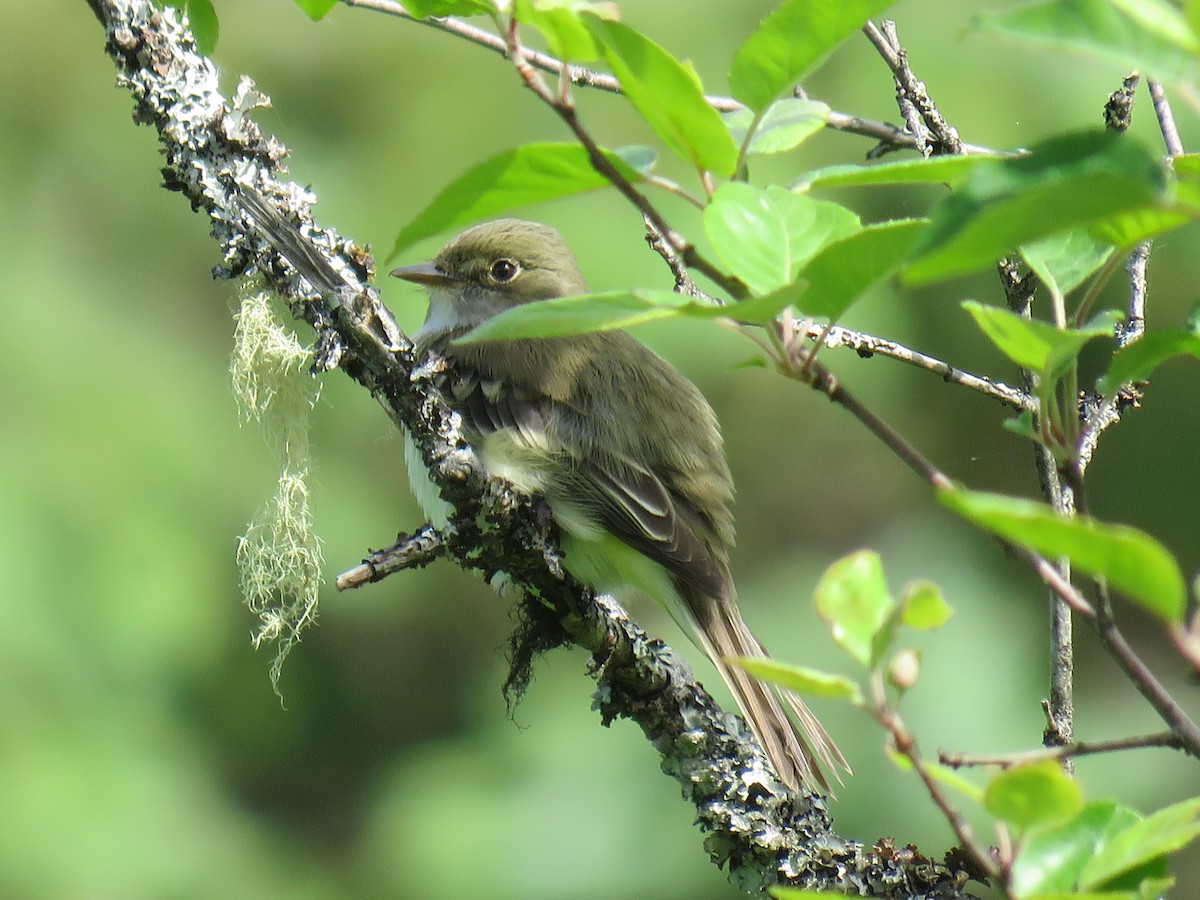 Alder Flycatcher - ML164156391