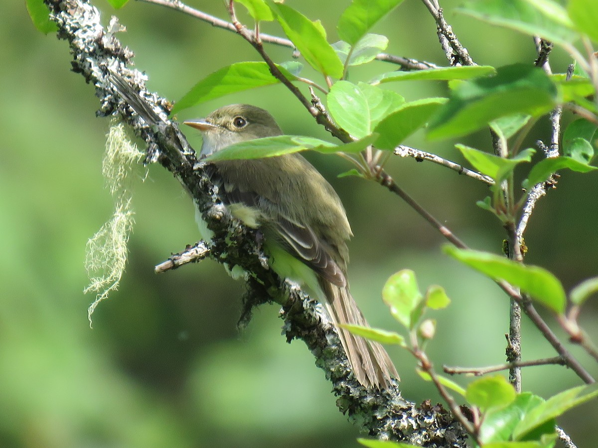 Alder Flycatcher - ML164156411