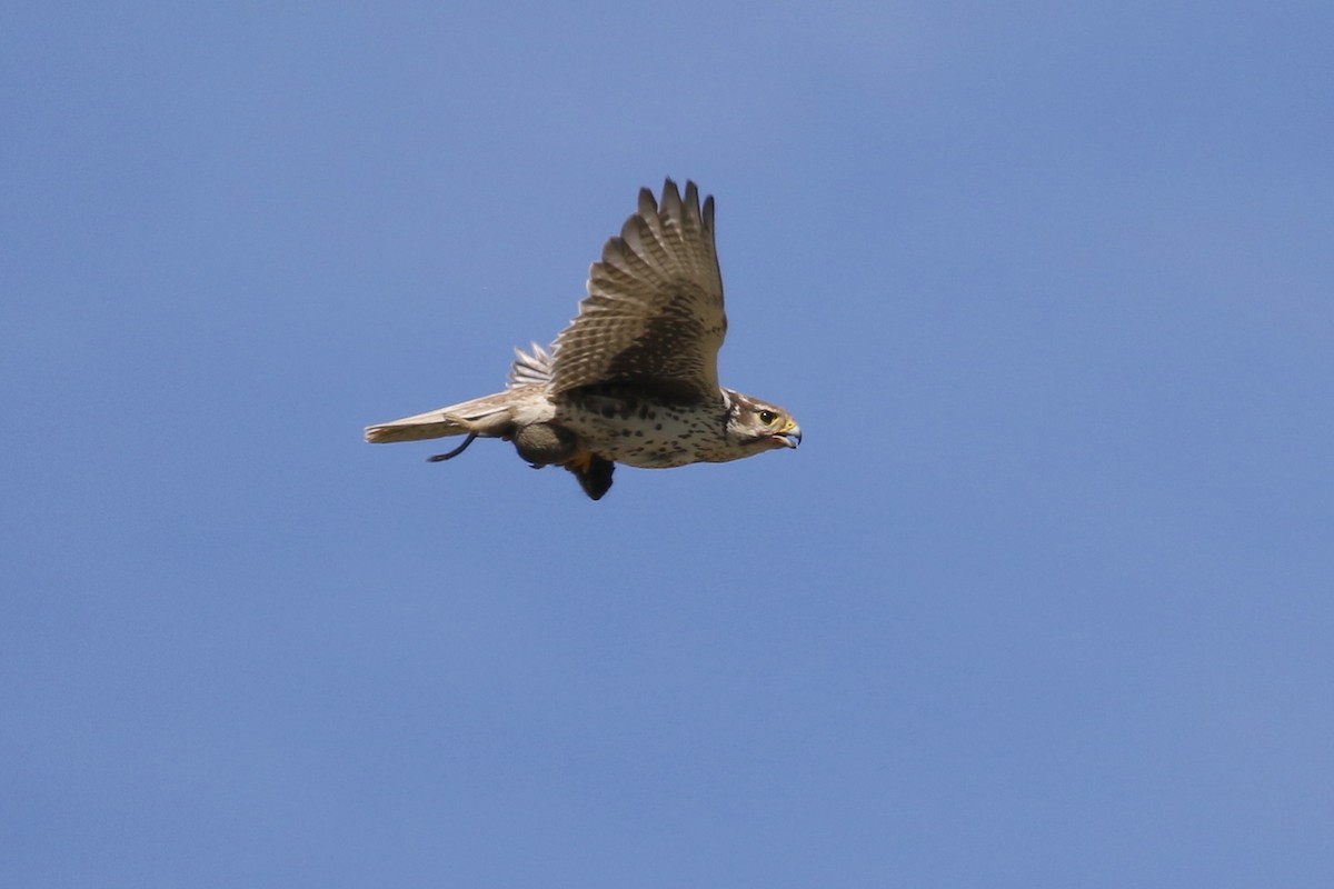 Prairie Falcon - Russ Morgan