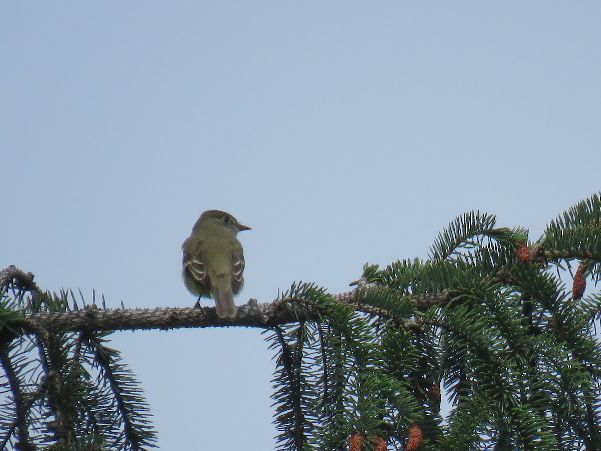 Alder Flycatcher - ML164156551