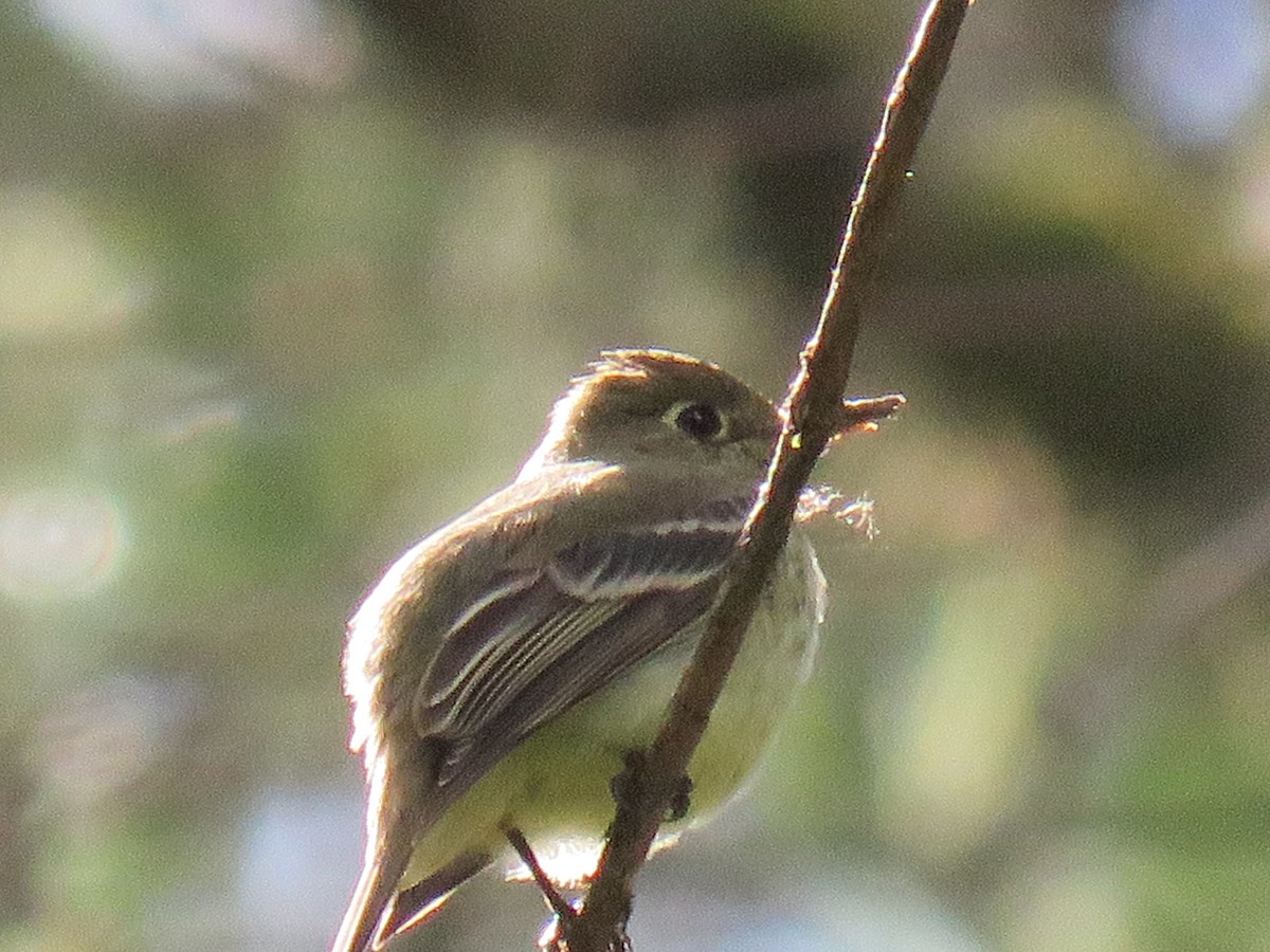 Western Flycatcher (Pacific-slope) - ML164156561