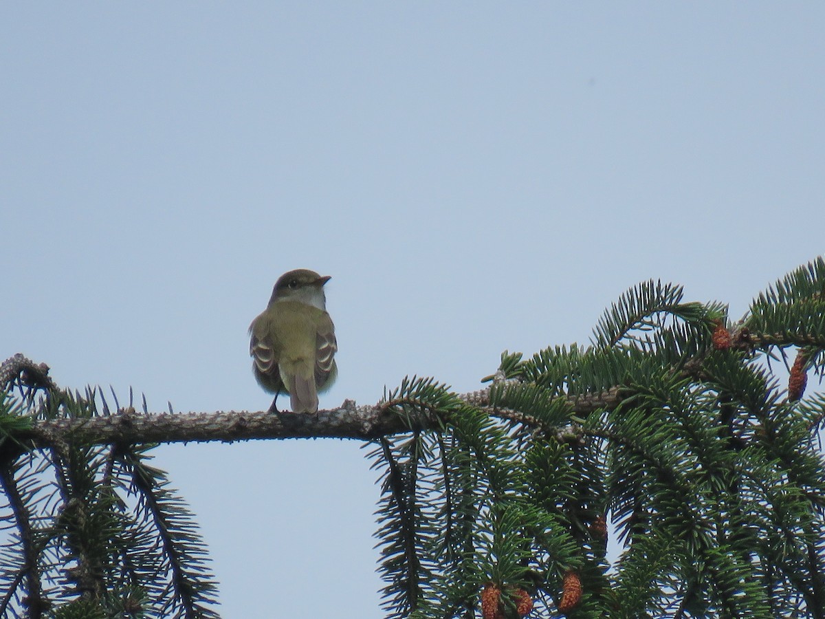 Alder Flycatcher - ML164156571