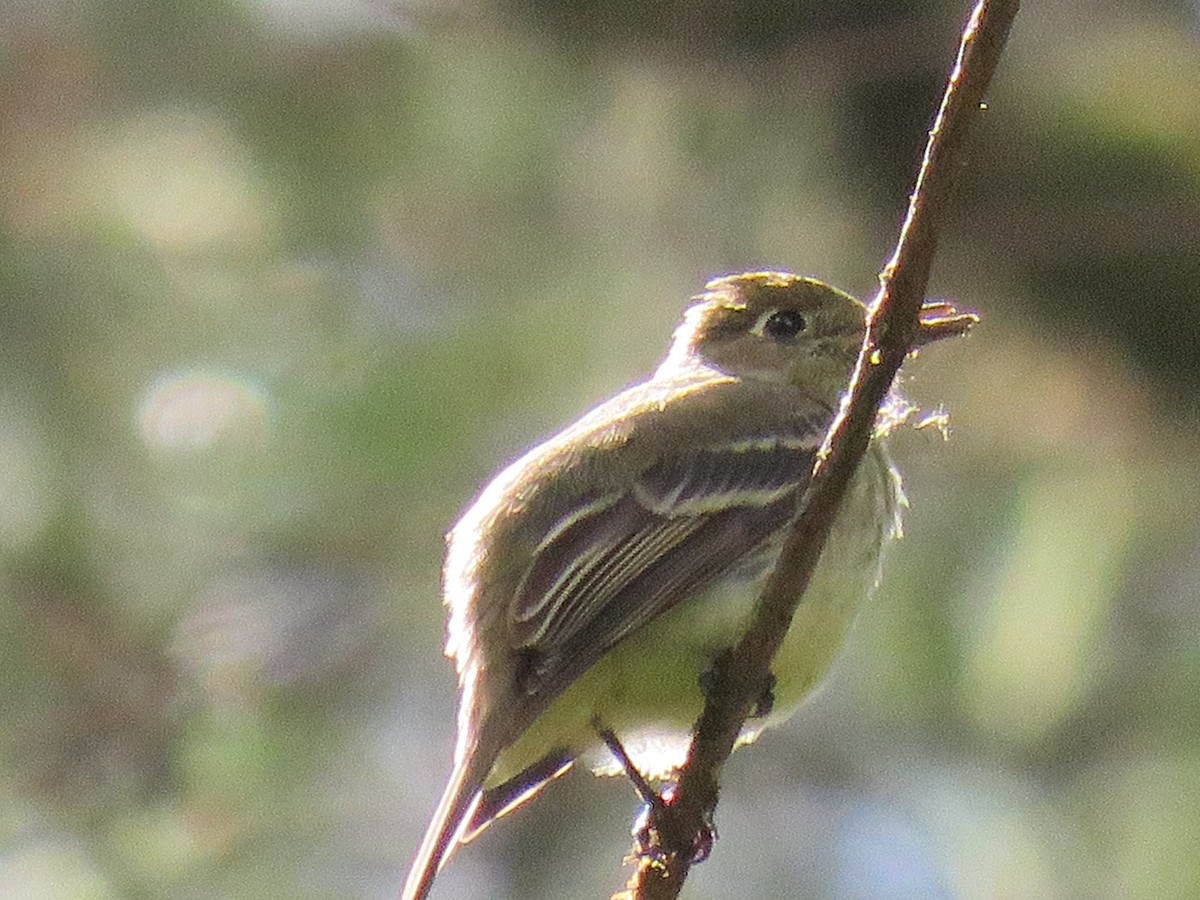 Western Flycatcher (Pacific-slope) - ML164156581