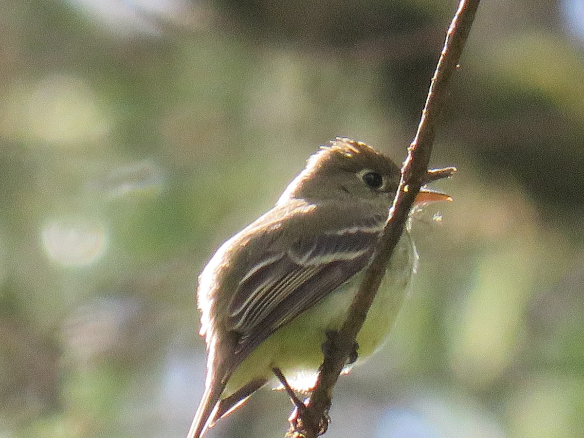 Western Flycatcher (Pacific-slope) - ML164156591