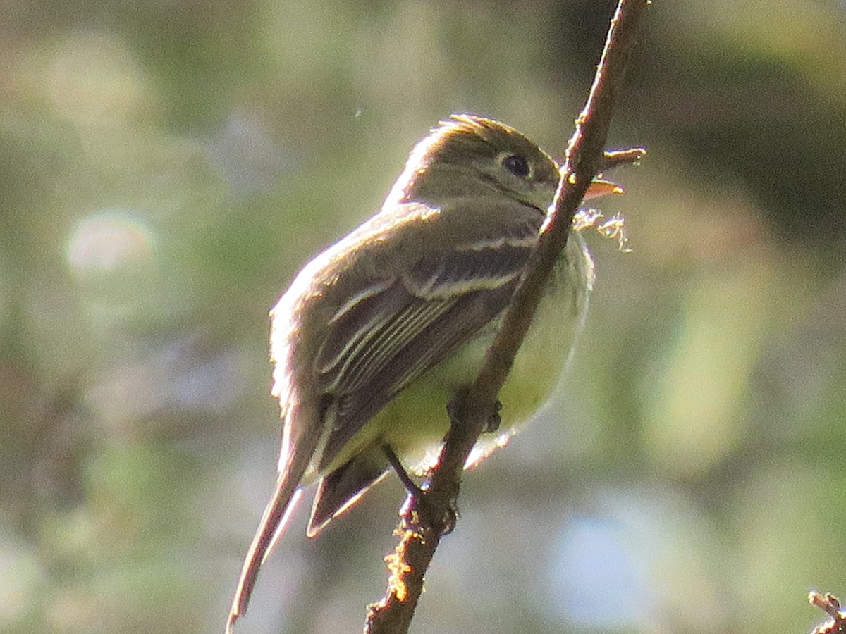 Western Flycatcher (Pacific-slope) - ML164156601