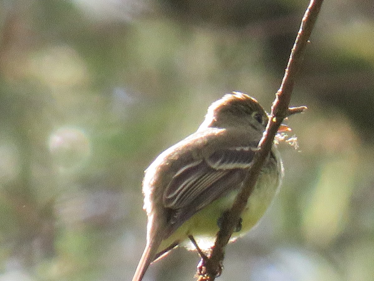 Western Flycatcher (Pacific-slope) - ML164156631