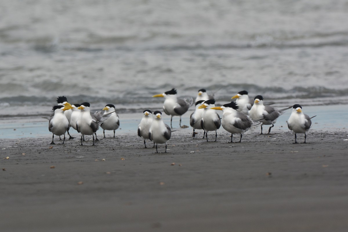 Great Crested Tern - ML164156861