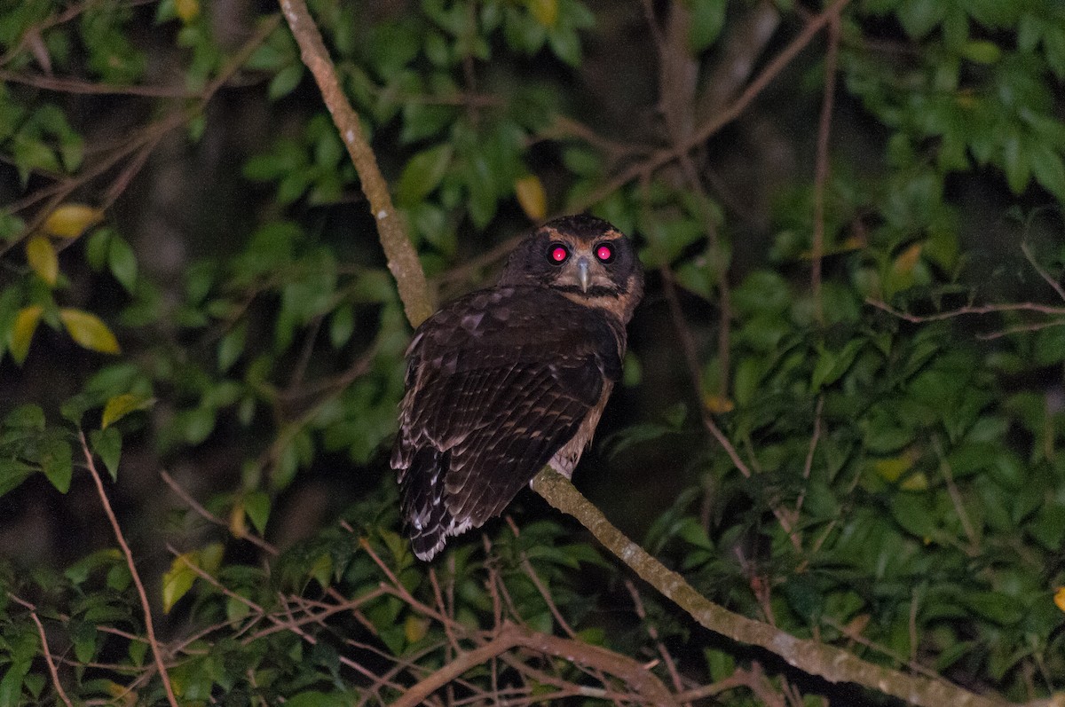 Tawny-browed Owl - ML164157071