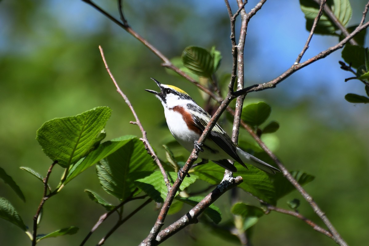Chestnut-sided Warbler - ML164157151