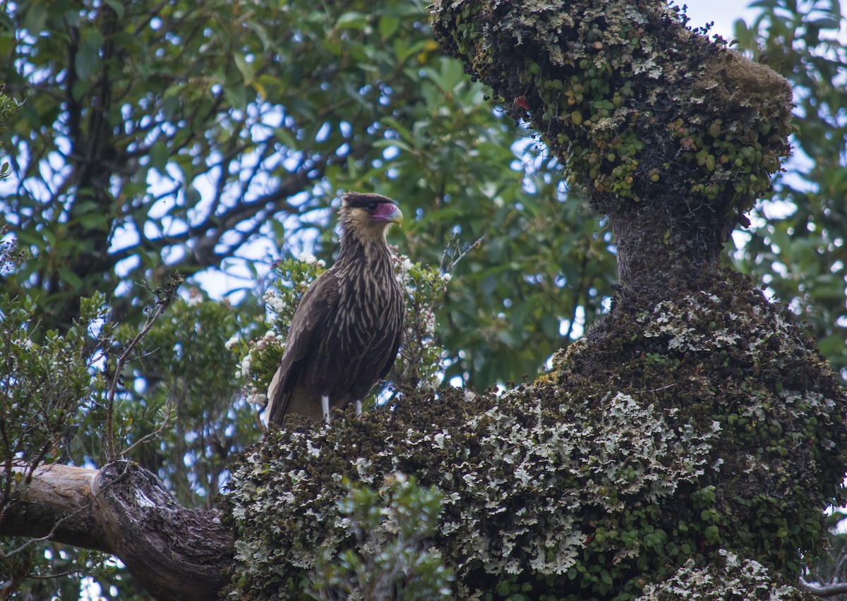 Crested Caracara (Southern) - ML164157421