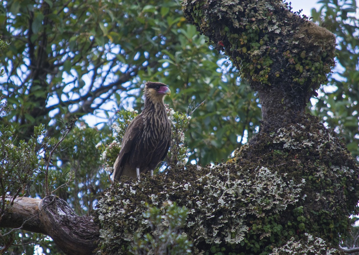 karančo jižní (ssp. plancus) - ML164157421