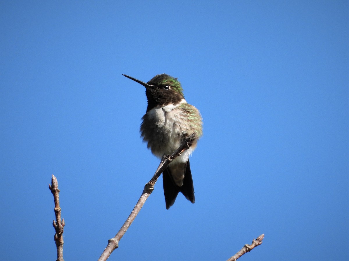 Ruby-throated Hummingbird - ML164157571