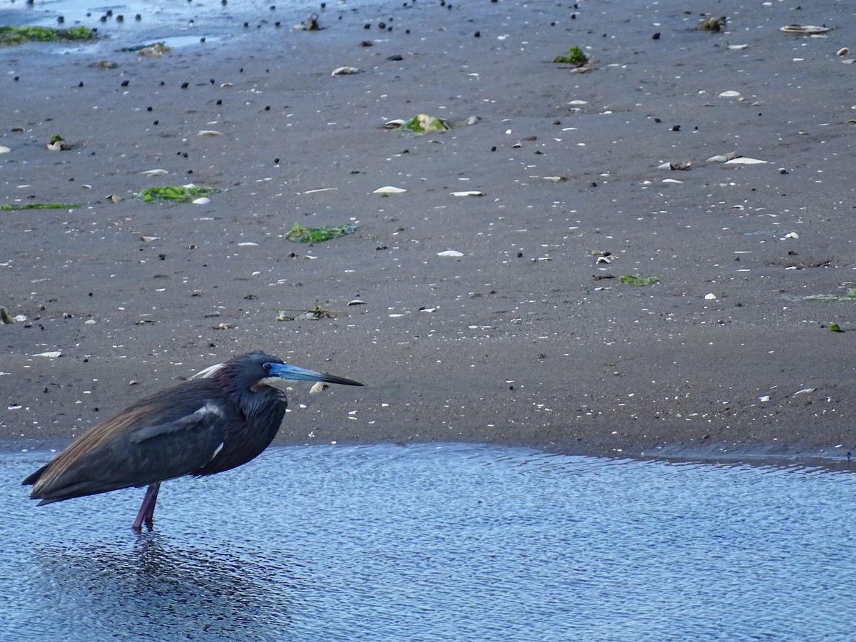 Tricolored Heron - ML164158871