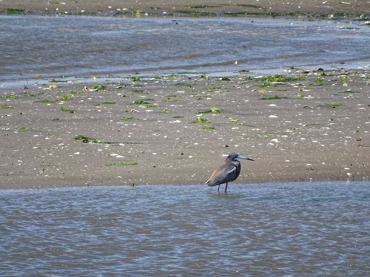 Tricolored Heron - ML164158911