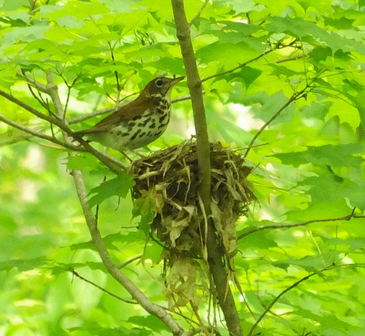 Wood Thrush - Karl Heide