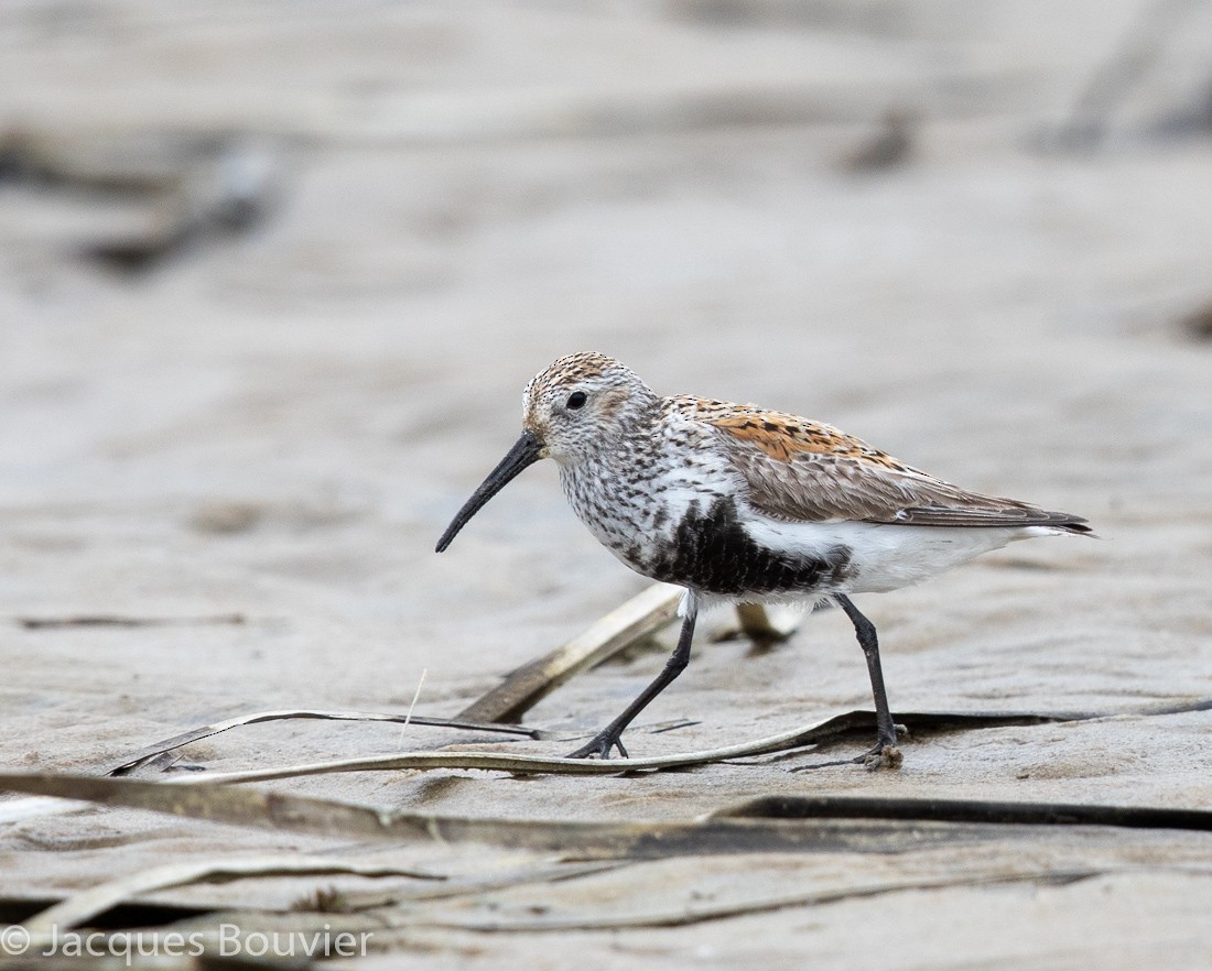 Dunlin - Jacques Bouvier