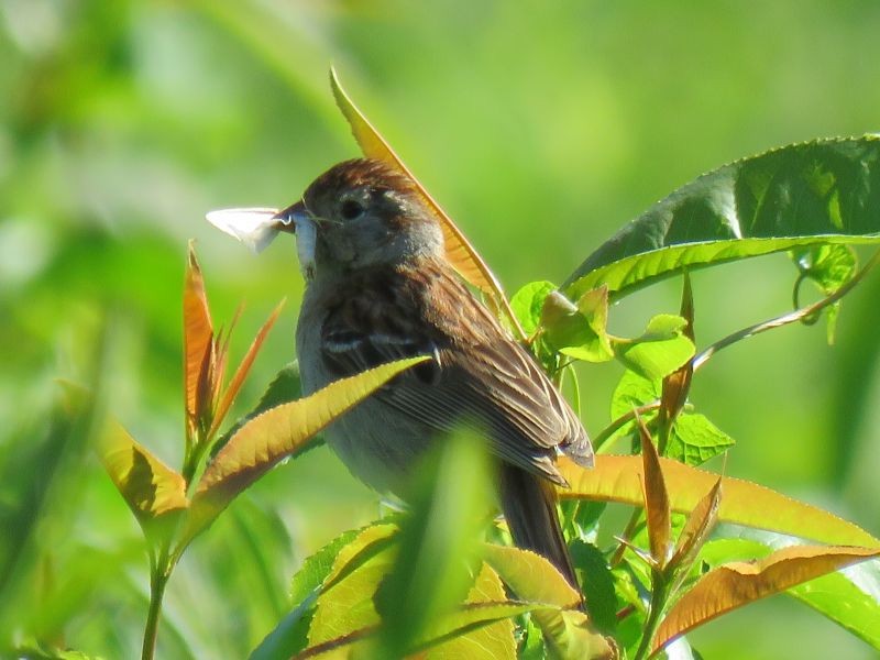 Field Sparrow - ML164164871
