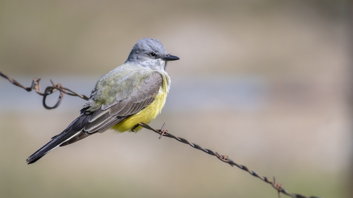 Western Kingbird - ML164167031