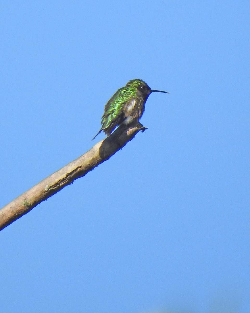 Ruby-throated Hummingbird - ML164168001
