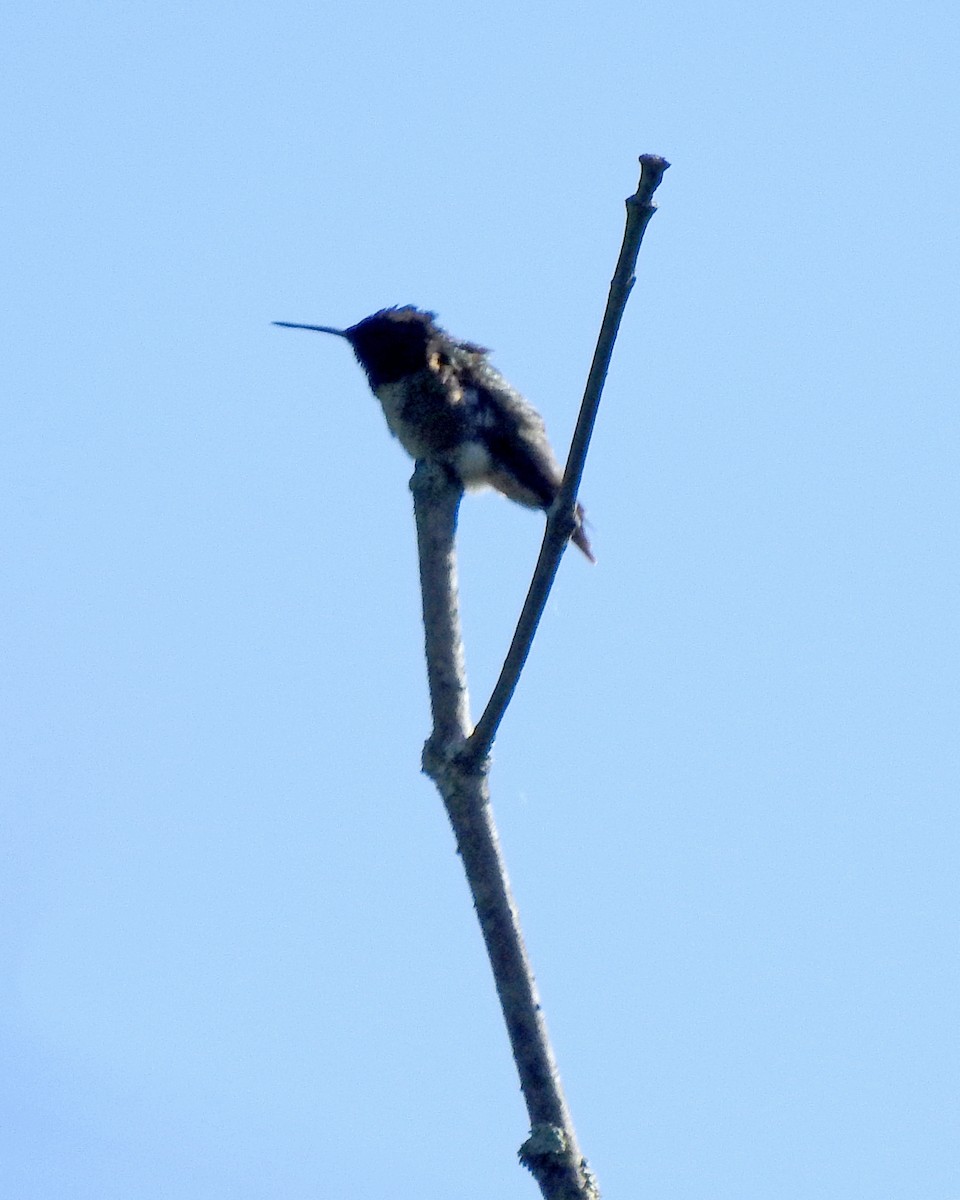 Ruby-throated Hummingbird - ML164168011