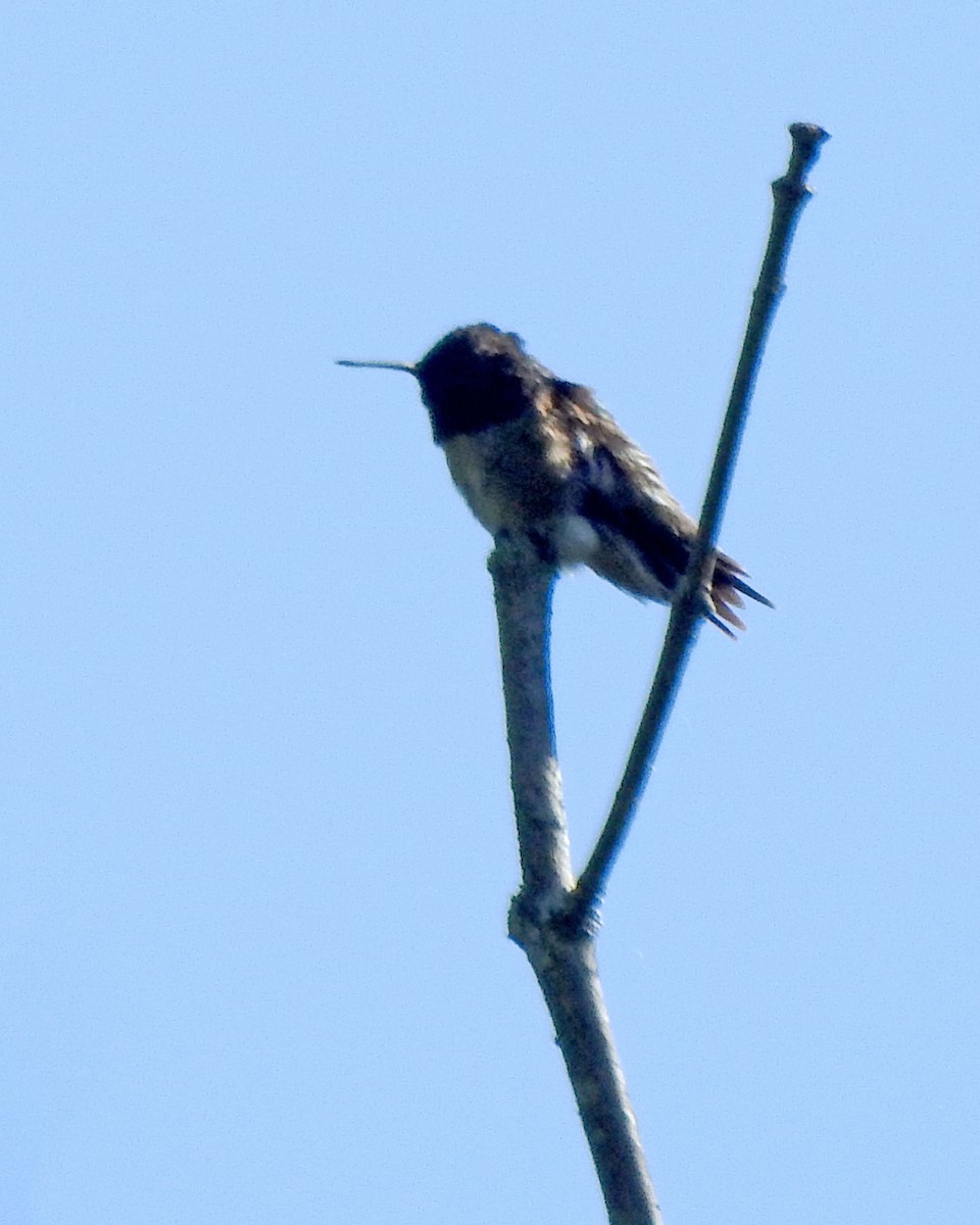 Ruby-throated Hummingbird - ML164168021