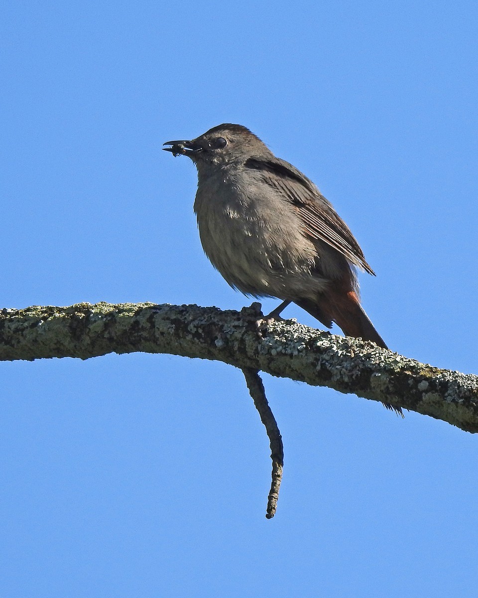 Gray Catbird - ML164168091