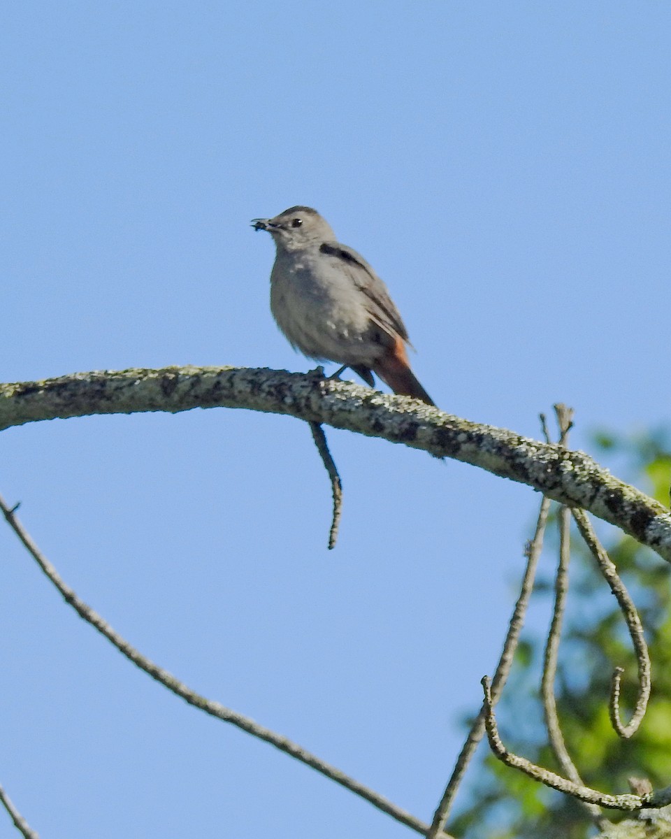 Gray Catbird - ML164168101