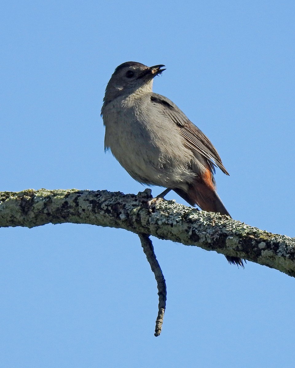 Gray Catbird - ML164168111