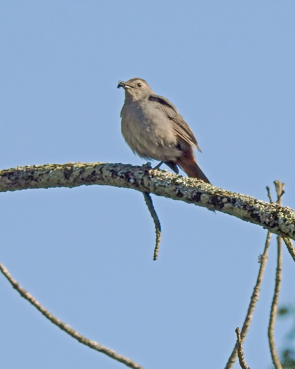 Gray Catbird - ML164168121