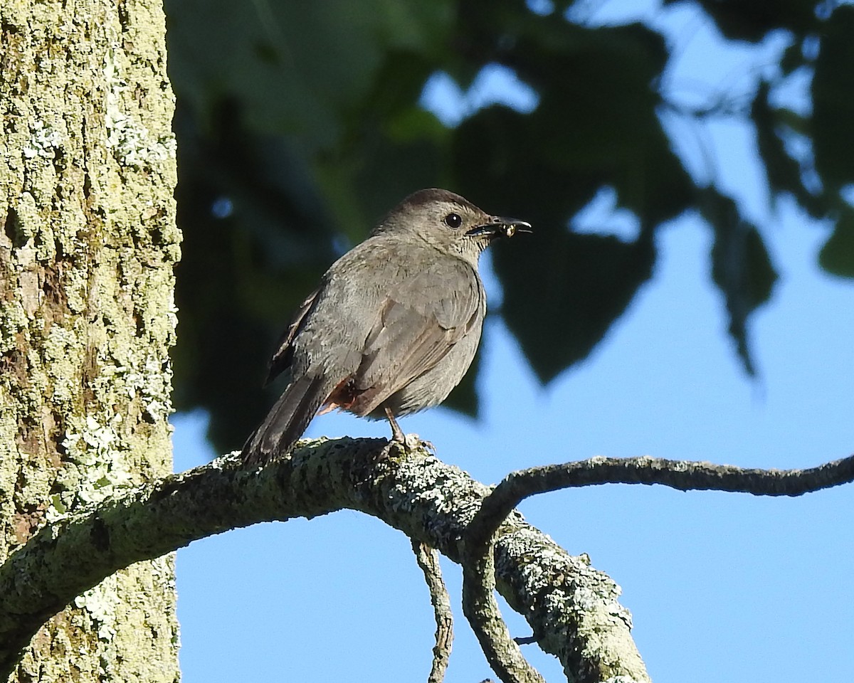 Gray Catbird - ML164168131