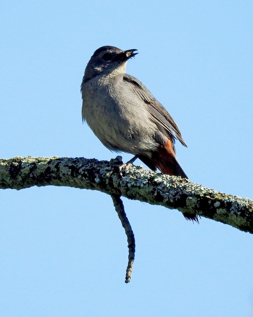 Gray Catbird - ML164168151