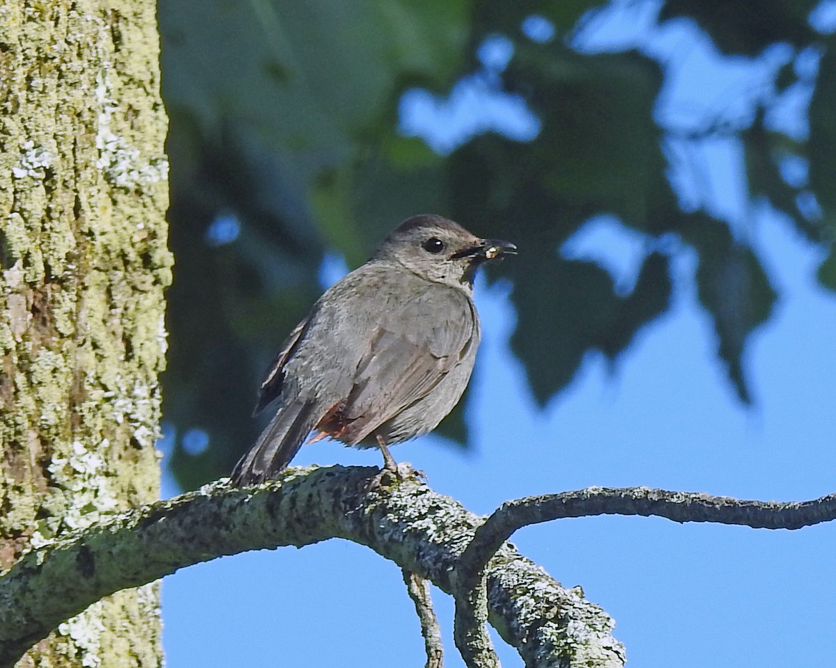 Gray Catbird - ML164168161