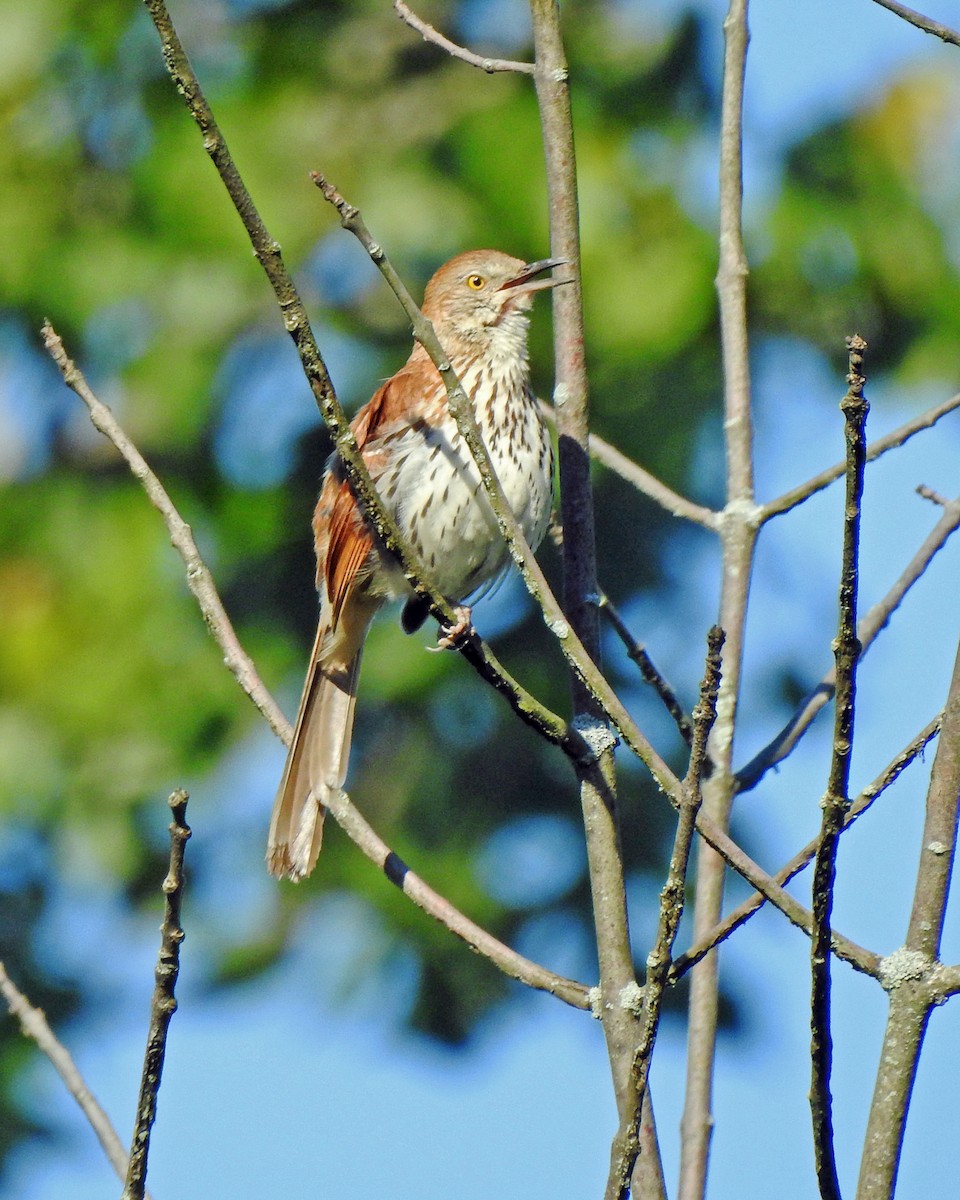 Brown Thrasher - ML164168181
