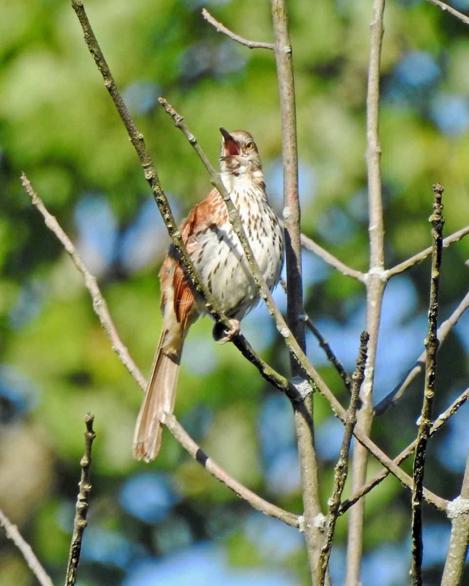 Brown Thrasher - ML164168191
