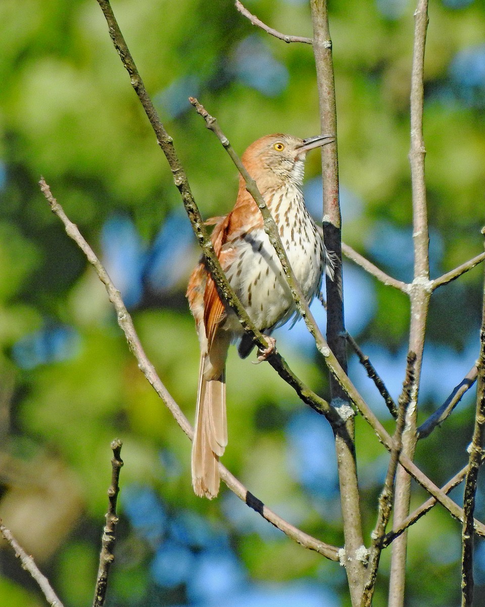 Brown Thrasher - ML164168211