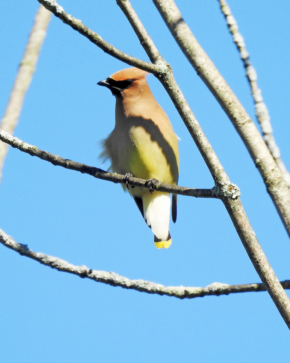 Cedar Waxwing - ML164168301