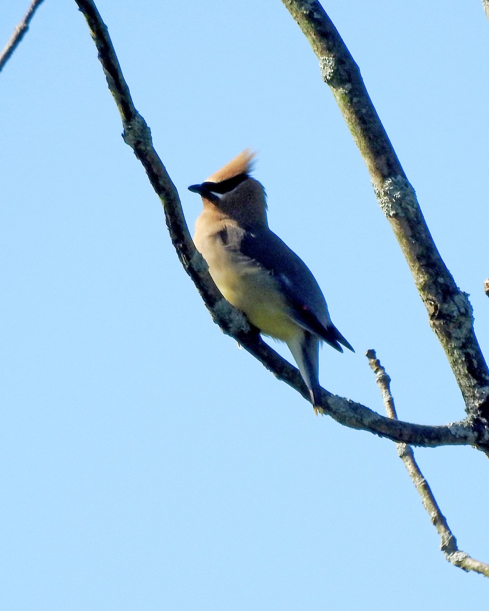 Cedar Waxwing - ML164168321