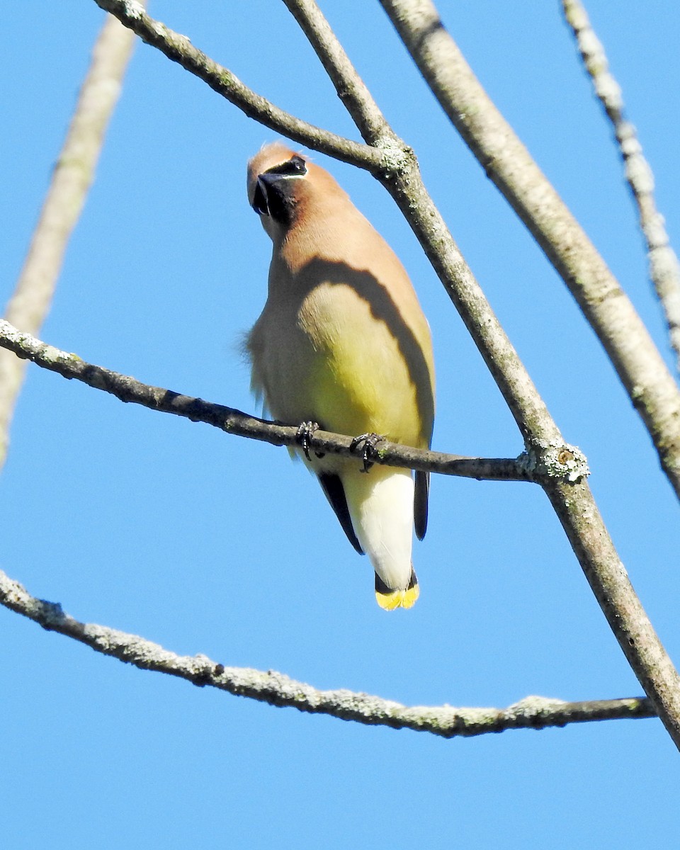 Cedar Waxwing - ML164168331