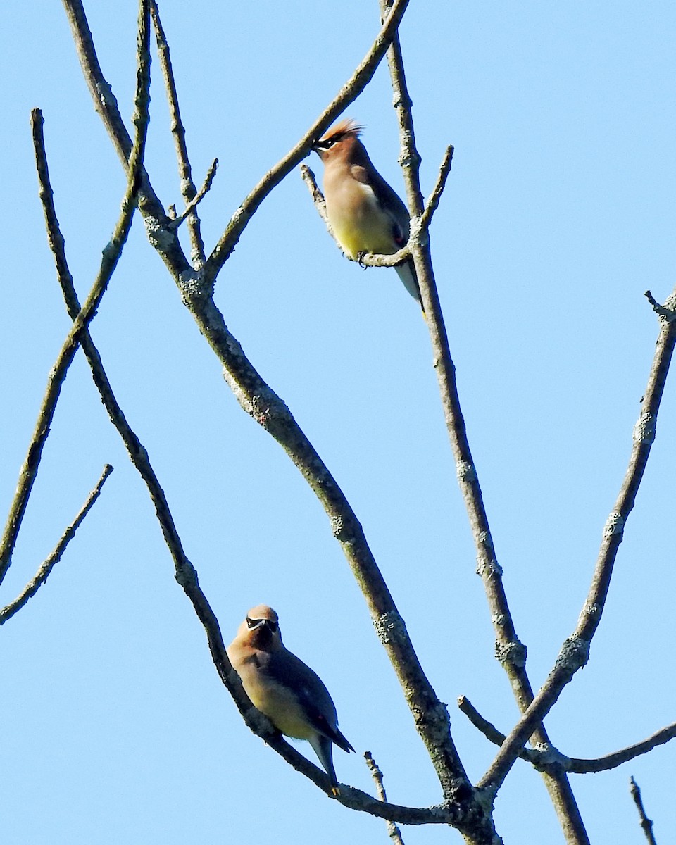 Cedar Waxwing - ML164168341