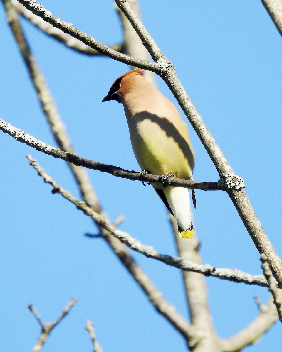Cedar Waxwing - ML164168361