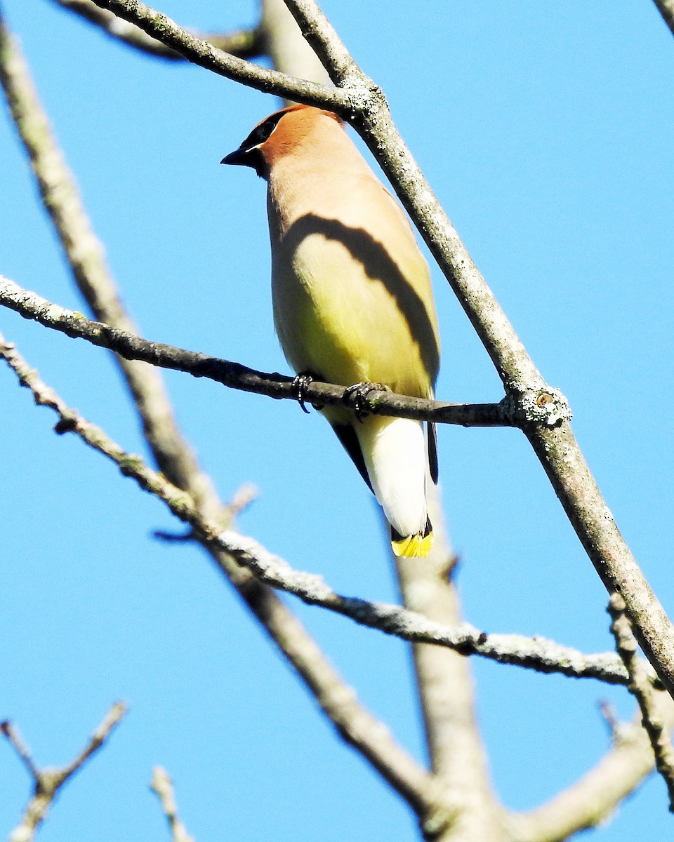 Cedar Waxwing - ML164168371