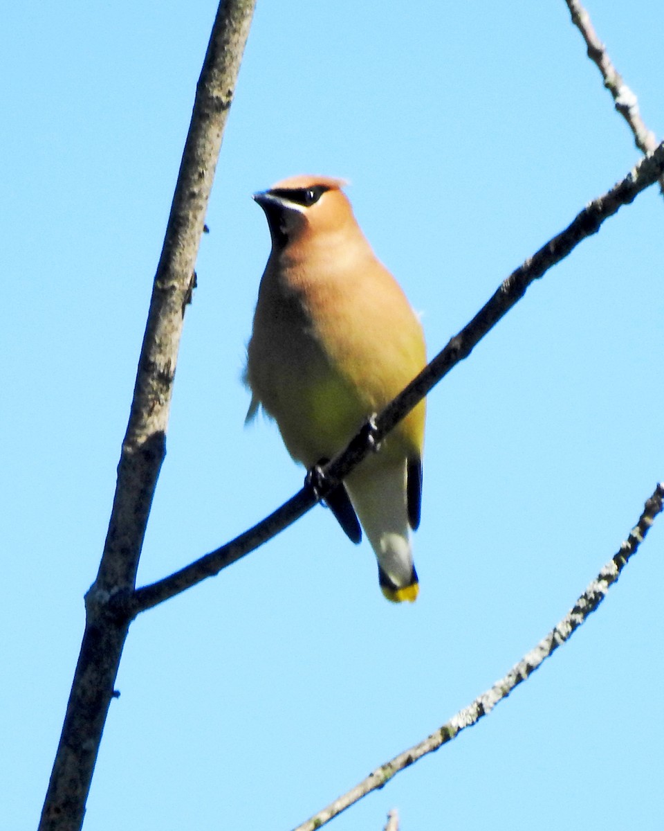 Cedar Waxwing - ML164168401